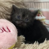 アメリカンショートヘア