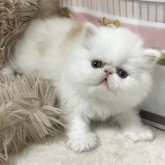 エキゾチックショートヘア