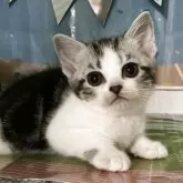 アメリカンショートヘア