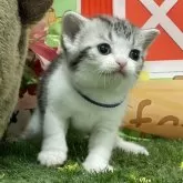 アメリカンショートヘア