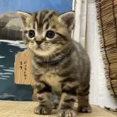 アメリカンショートヘア