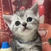 アメリカンショートヘア