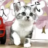 アメリカンショートヘア