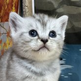 アメリカンショートヘア