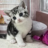 スコティッシュフォールド(立ち耳)