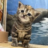 アメリカンショートヘア