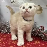 スコティッシュフォールド(折れ耳)