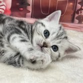 アメリカンショートヘア