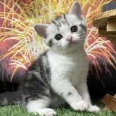 アメリカンショートヘア