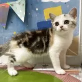 アメリカンショートヘア