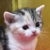 スコティッシュストレート【愛知県・女の子・2025年1月18日・シルバーパッチドタビー&ホワイト(三毛)】の写真1