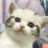 アメリカンショートヘア
