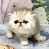 エキゾチックショートヘア【愛知県・女の子・2025年6月1日・シェーデットトーティシェル】の写真2