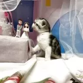 アメリカンショートヘア【愛知県・男の子・2025年5月28日・シルバータビー&ホワイト】の写真2