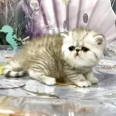 エキゾチックショートヘア【愛知県・女の子・2025年6月1日・シェーデットトーティシェル】の写真3