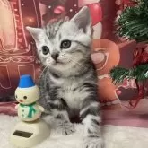 アメリカンショートヘア【愛知県・男の子・2025年10月23日・シルバータビー】の写真4