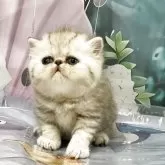 エキゾチックショートヘア【愛知県・女の子・2025年6月1日・シェーデットトーティシェル】の写真5