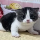 アメリカンショートヘア【愛知県・男の子・2025年10月26日・ブラック&ホワイト】の写真5