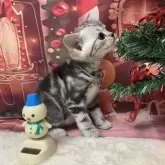 アメリカンショートヘア【愛知県・男の子・2025年10月23日・シルバータビー】の写真5