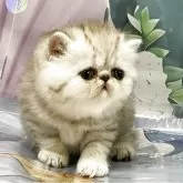 エキゾチックショートヘア【愛知県・女の子・2025年6月1日・シェーデットトーティシェル】の写真6