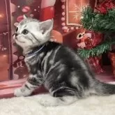 アメリカンショートヘア【愛知県・男の子・2025年10月23日・シルバータビー】の写真6