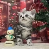 アメリカンショートヘア【愛知県・男の子・2025年10月23日・シルバータビー】の写真7