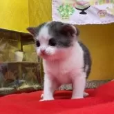 アメリカンショートヘア【愛知県・男の子・2026年2月6日・シルバータビー&ホワイト】の写真7