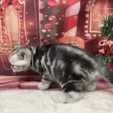 アメリカンショートヘア【愛知県・男の子・2025年10月23日・シルバータビー】の写真8