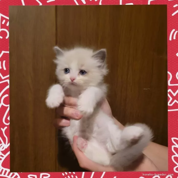 T.M 様のお迎えした子猫