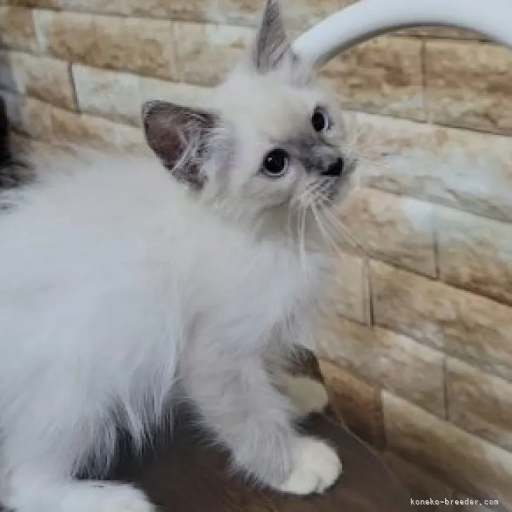 ID：2306-01994の子猫