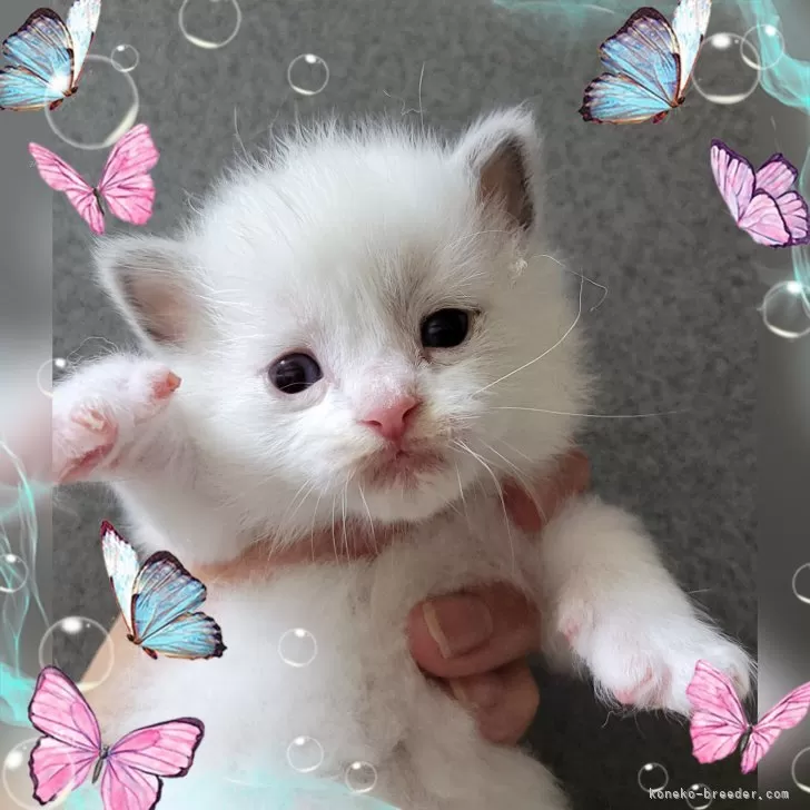 ID：2404-03075の子猫