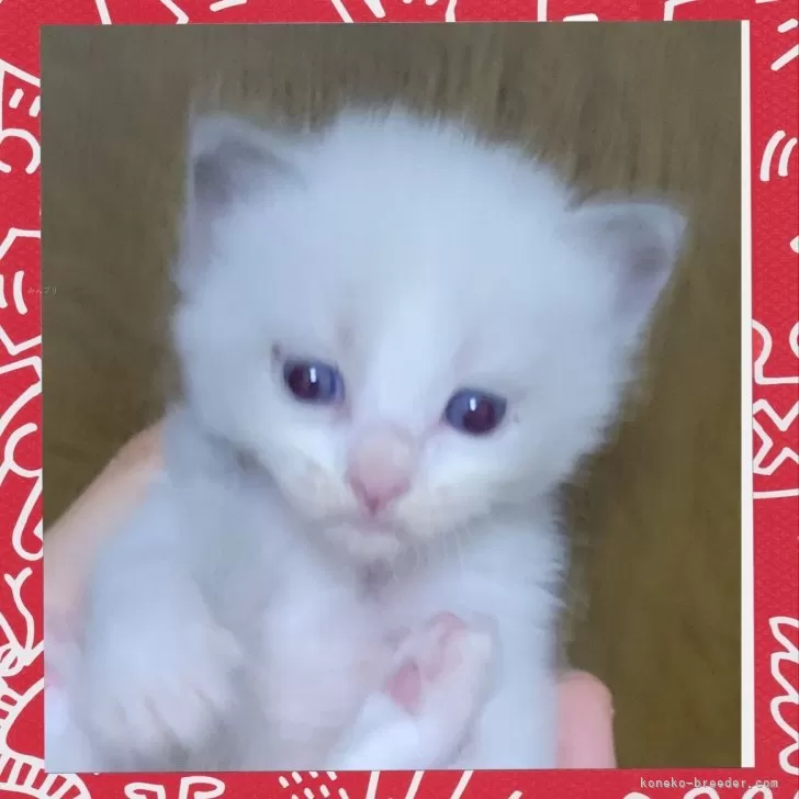 Y.Y 様のお迎えした子猫