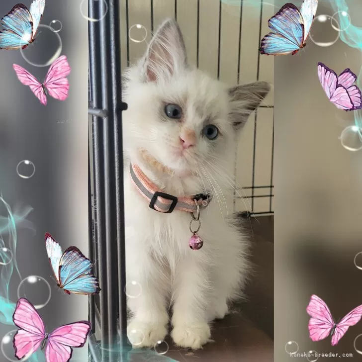 ID:2405-00447の子猫