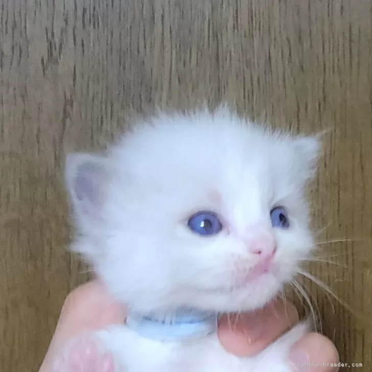 わかねこ 様のお迎えした子猫