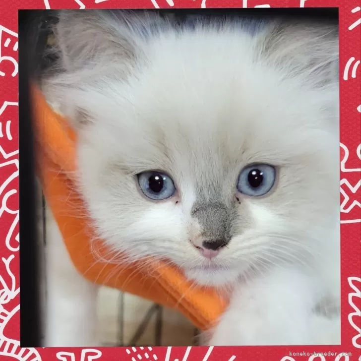 ID:2404-02401の子猫