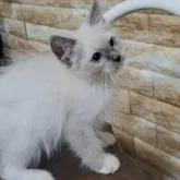 ラグドール【栃木県・男の子・2023年5月22日・ブルーポイント】の写真1