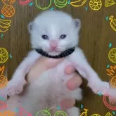 ラグドール【栃木県・男の子・2024年4月1日・ブルーポイント】の写真1