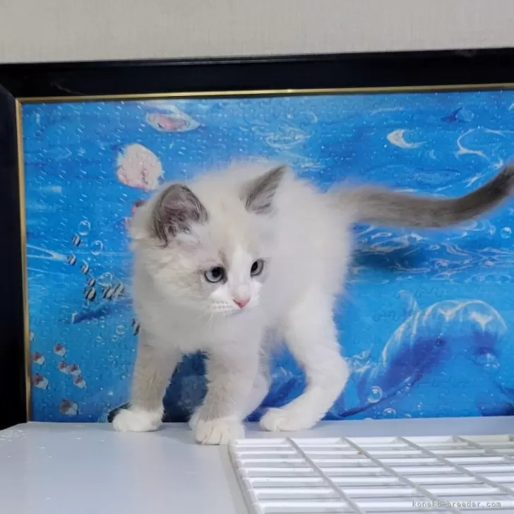 ID:2412-00676の子猫