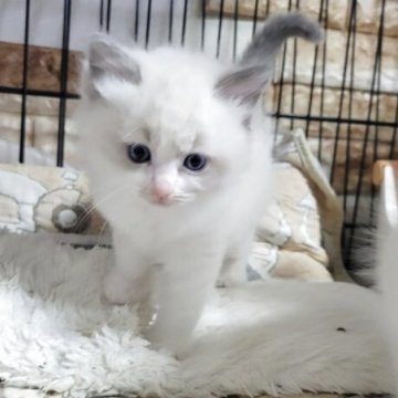 ラグドール【栃木県・男の子・2025年10月2日・ブルーポイント】の写真「２兄弟の元気な男の子」