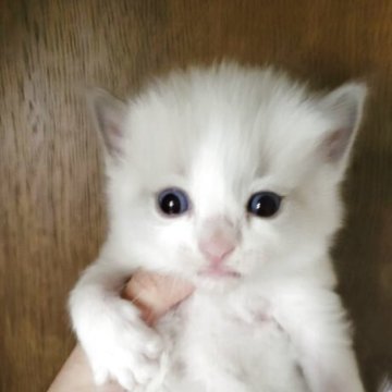 ラグドール【栃木県・男の子・2025年8月20日・ブルーポイント（ロング）】の写真「元気なイケメンくんおめめパッチリフワフワです」