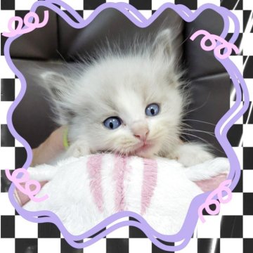 ラグドール【栃木県・男の子・2025年9月11日・ブルーポイントバイカラー】の写真「４兄弟の元気な男の子ちょっとおっとりかなぁ。」