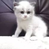 ラグドール【栃木県・男の子・2025年11月1日・ブルーポイントバイカラー】の写真2