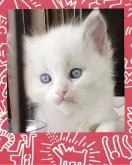 ラグドール【栃木県・女の子・2025年9月20日・ブルーポイントバイカラー】の写真3