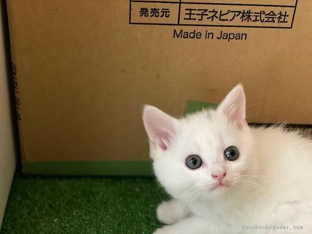 ID：2105-00362の子猫