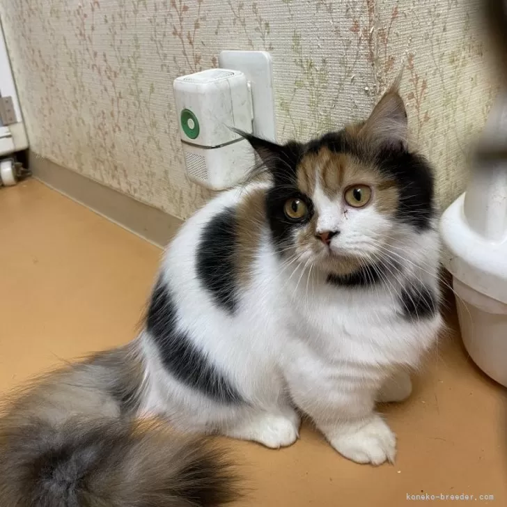 R.K 様のお迎えした子猫