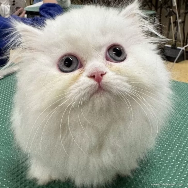 し 様のお迎えした子猫