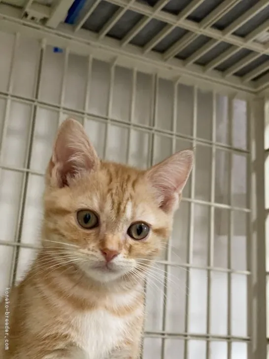 T.N 様のお迎えした子猫