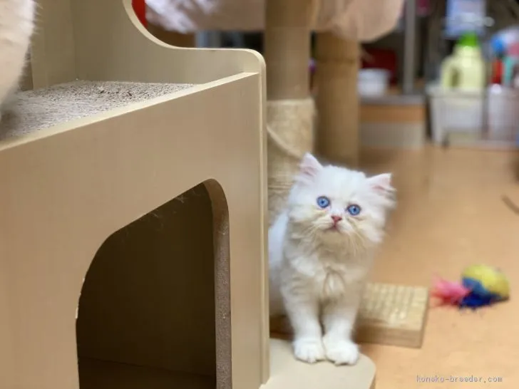 ID：2008-01715の子猫