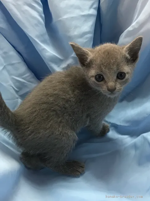 ID：1912-00558の子猫