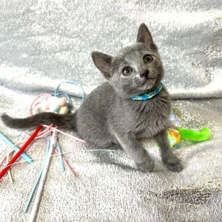 ID:2301-01697の子猫